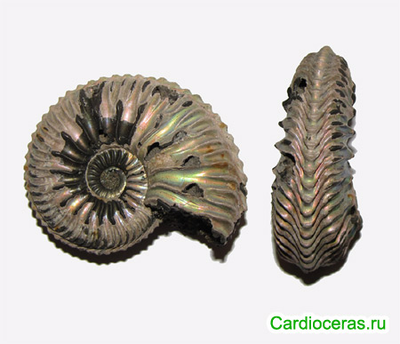Ammonite Cardioceras