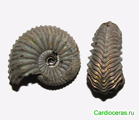 Ammonite Cardioceras