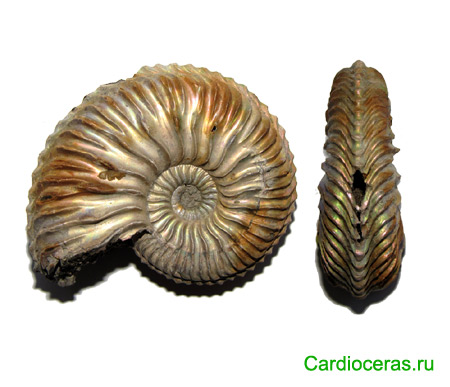 Cardioceras ammonite shell