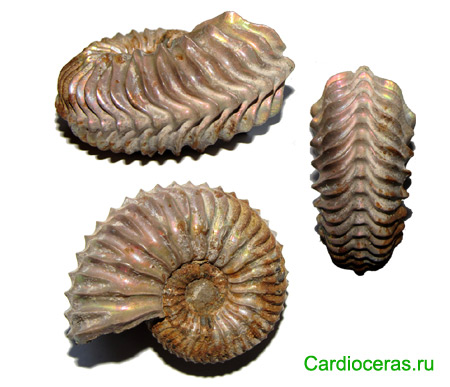 Ammonite Cardioceras