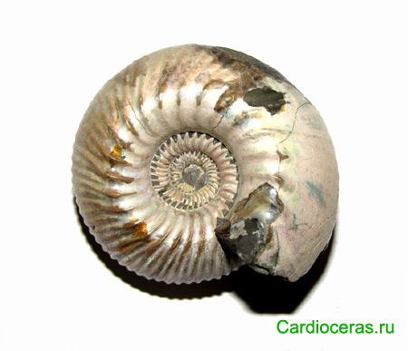 Ammonite Cadoceras elatmae. Macroconch, Cadoceratinae subfamily