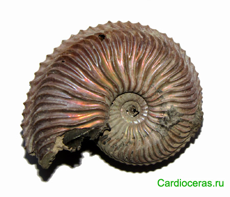 Cardioceras sp. Микроконх, подсемейство Cardioceratinae