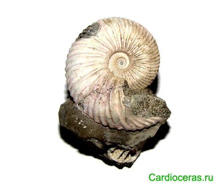 Ammonite Novocadoceras sp