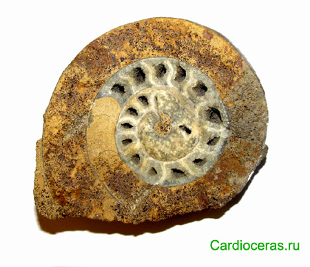 Ammonite Rondiceras sp