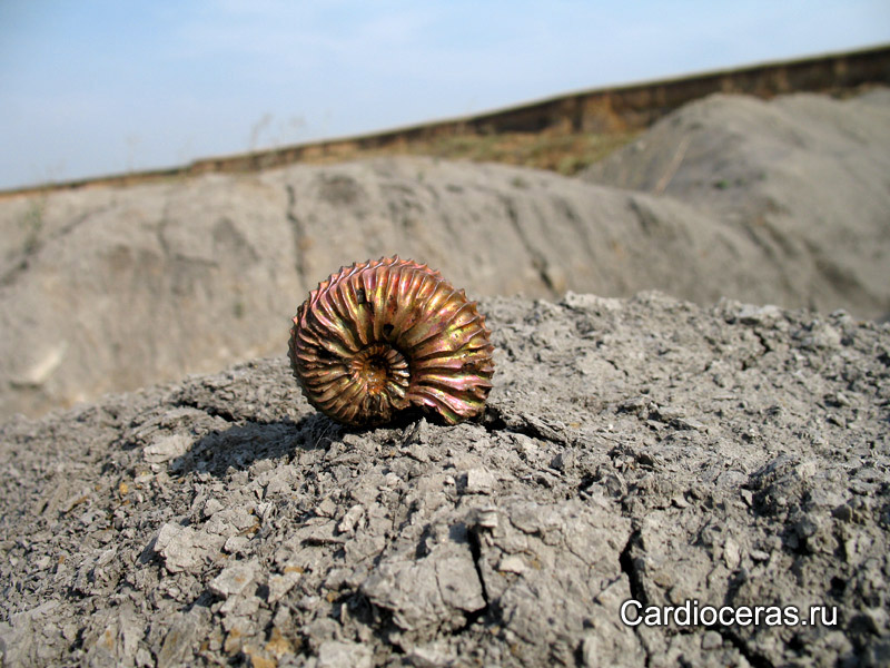 Ammonite Cardioceras