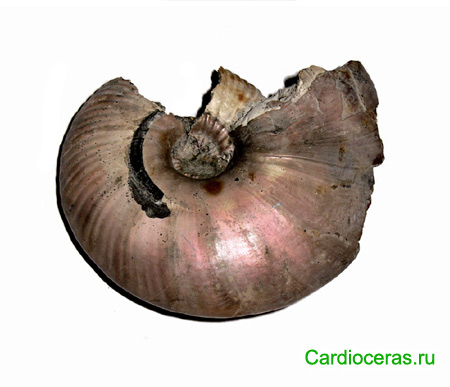 Macroconch Quenstedtoceras lamberti